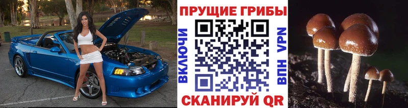 Псилоцибиновые грибы Psilocybe Чегем